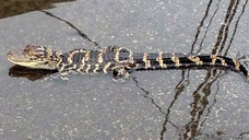 Environmental officials are searching for the fifth alligator sighted in a Long Island river.